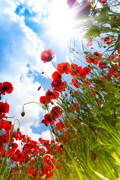 Poppy flowers — Stock Photo, Image