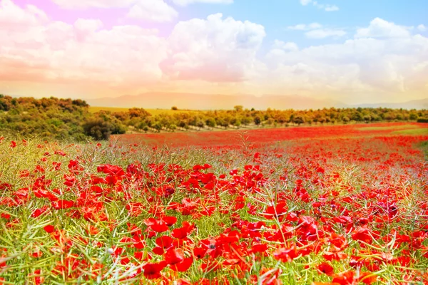 Poppy flowers — Stock Photo, Image