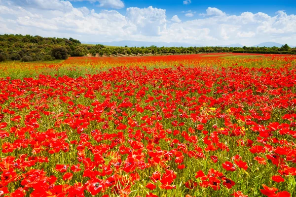 Flores de amapola — Foto de Stock