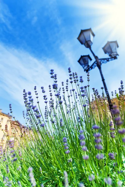 Lavendel blommor — Stockfoto