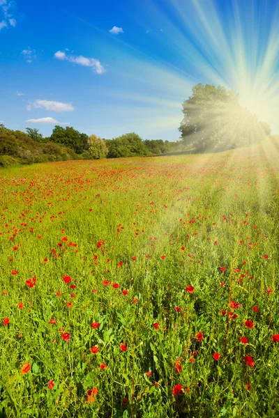 Vallmoblommor fält — Stockfoto