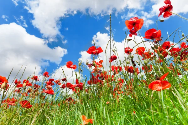 Poppies red flowers — Stock Photo, Image
