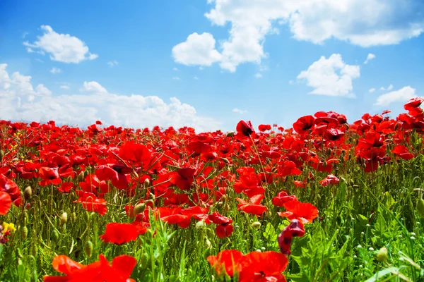 Flores de amapola — Foto de Stock