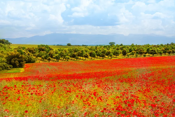 Champ de fleurs de pavot à Provance — Photo