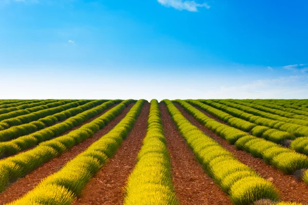 Green lavender fields — Stock Photo, Image