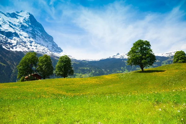 Gula blommor fält med Alperna berg — Stockfoto