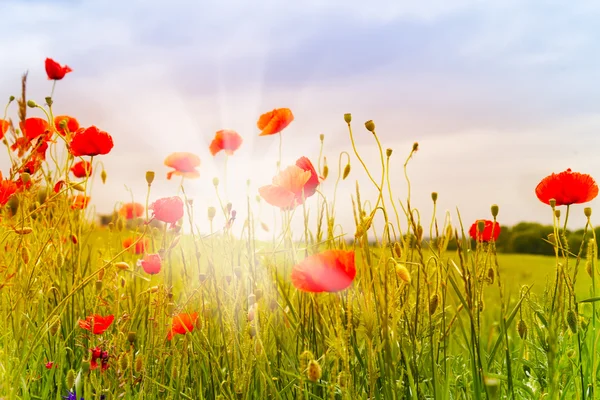 Flores de amapola roja — Foto de Stock