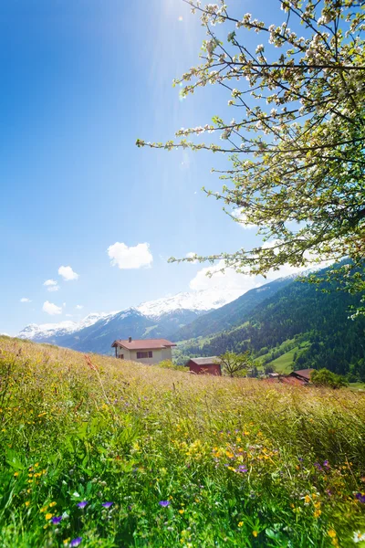 Květiny pole poblíž hory Alpy — Stock fotografie