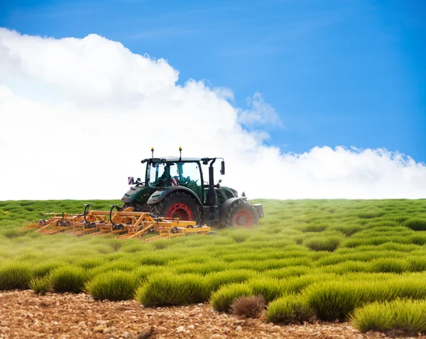 Tractor on lavender fields — Stock Photo, Image