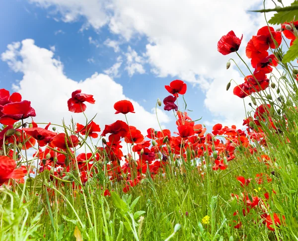 Flores de amapola — Foto de Stock