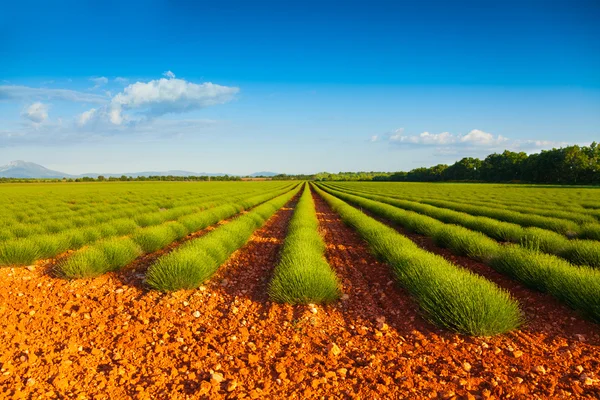 Green lavender fields — Stock Photo, Image