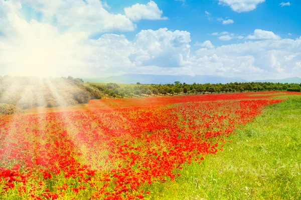 Red poppy flowers — Stock Photo, Image