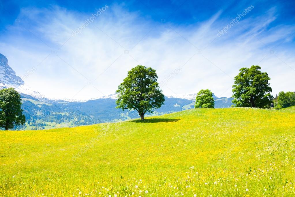 Yellow flowers field