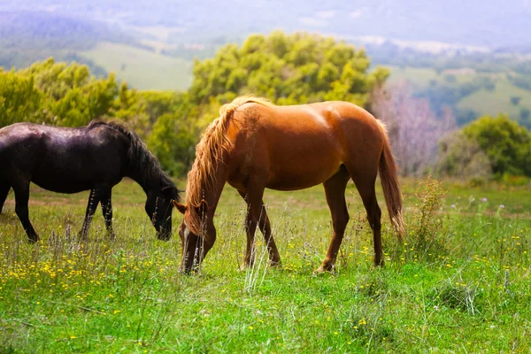 Konie w dziedzinie — Zdjęcie stockowe