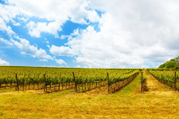 Vingårdar i Toscana Italien — Stockfoto