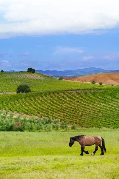 Paisagem da Toscana — Fotografia de Stock