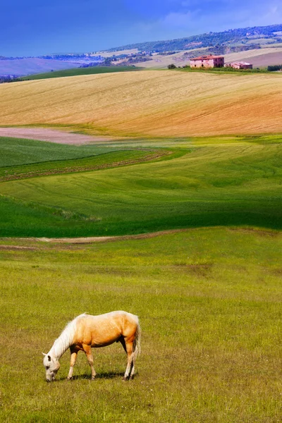 Cavallo che mangia erba — Foto Stock