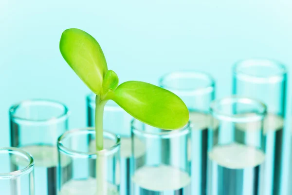 Green sprout in test tube filled with water — Stock Photo, Image