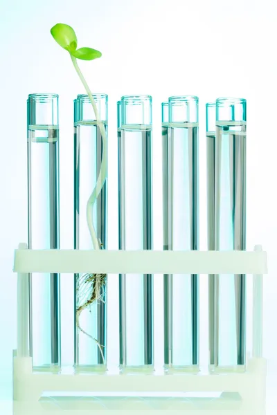 Green plant in test tubes which are with water — Stock Photo, Image