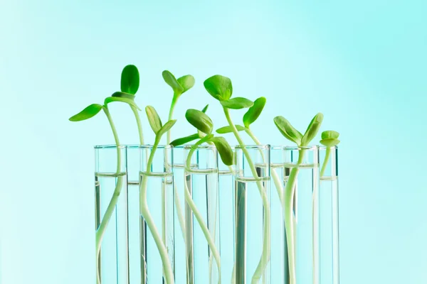 Plantas verdes en una fila de tubos de ensayo con agua —  Fotos de Stock