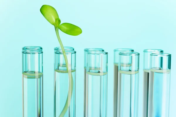 Green plant grows in test tube filled with water — Stock Photo, Image