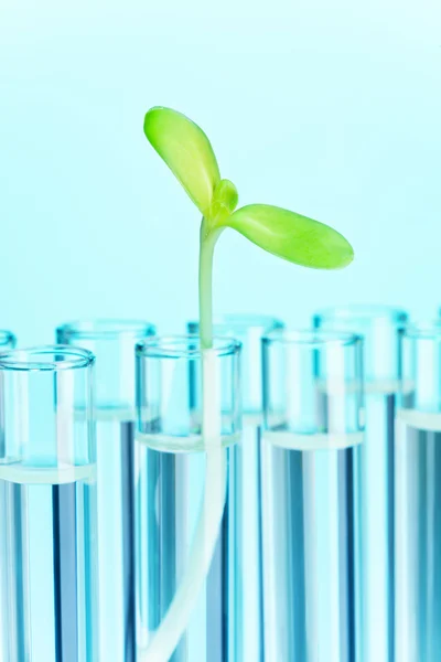 Planta verde em tubo de ensaio cheio de água — Fotografia de Stock