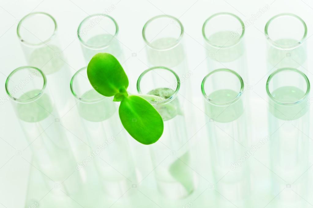 Green plant in one of ten test tubes with water