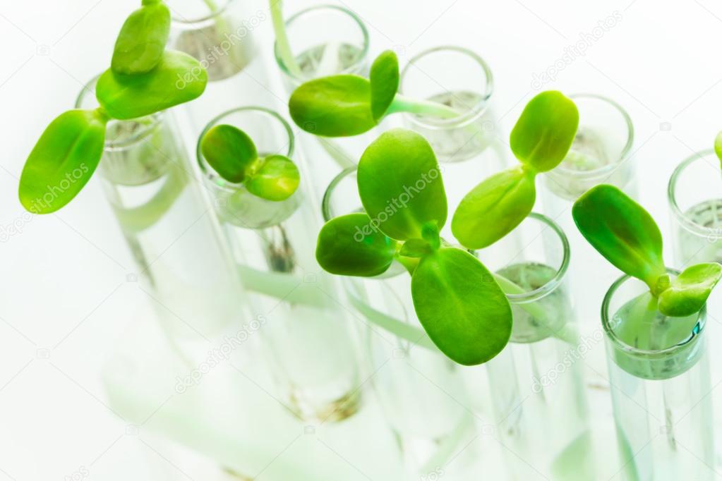 Many green plants in test tubes on white table