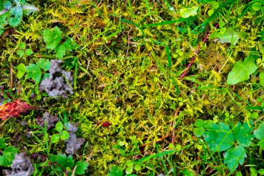 Bir yosun ve çimlerin yakın plan ayrıntıları yukarıdan görünümü