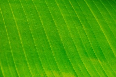 Taze yeşil yaprak çizgileri ve hücrelerinin ayrıntıları