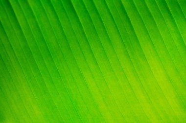 Taze yeşil yaprak çizgileri ve hücrelerinin yakın plan detayları