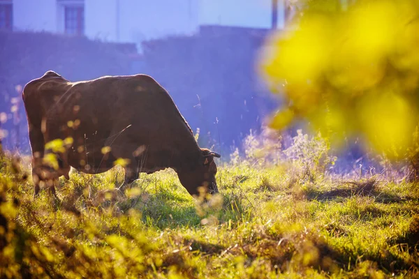 Bruine Koe Het Veld Die Gras Eet Tijdens Zonsondergang Herfst — Stockfoto