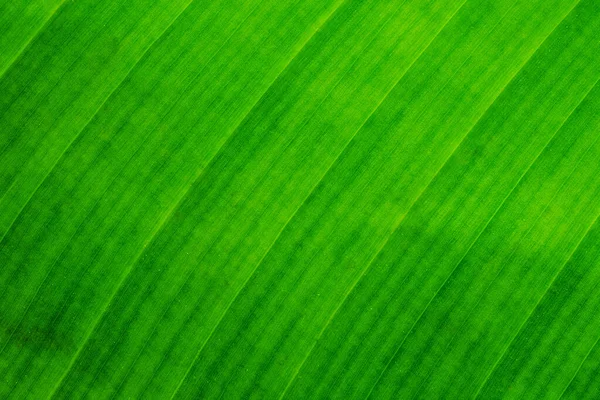 Close Fresh Green Banana Plant Leaf Details Foliage Cells — Stock Photo, Image