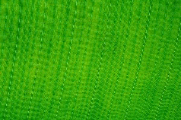 Closeup Fresh Light Green Leaf Lines Cells — Stock Photo, Image