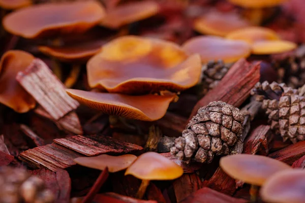 Close Small Red Mushroom Pine Cones Forest Ground — Stock Photo, Image