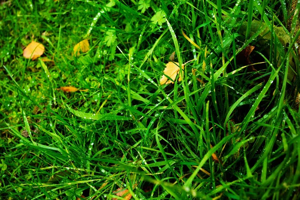 Close Fresh Green Wet Grass Texture Background Small Autumn Yellow — Stock Photo, Image