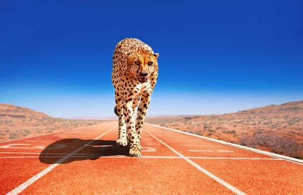 Guépard Avec Regard Prédateur Sur Piste Course Sprint Prêt Commencer — Photo