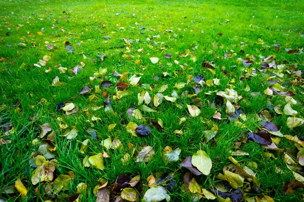 Kolorowe Jesienią Różne Kolory Liści Leżały Zielonym Trawniku — Zdjęcie stockowe