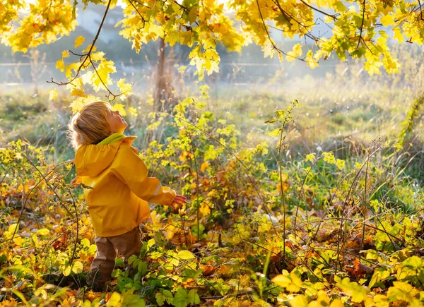 Little Boy Bright Coat Looking Mesmerized Yellow Leaves Branches Autumn — Stock Photo, Image