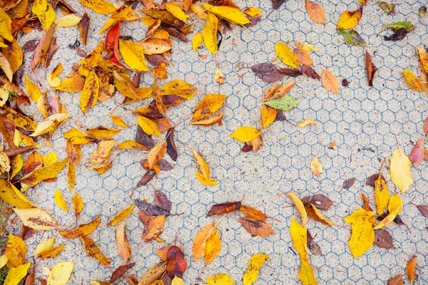 Many Autumn Yellow Orange Leaves Cellular Pattern Garden Pathway Covered — Stock Photo, Image