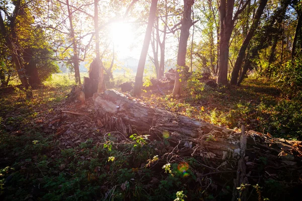 前景に大きな丸太と夕日の美しい秋の森 Sunbeams — ストック写真
