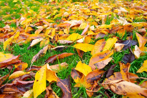 Beautiful Many Colorful Autumn Leaves Green Grass Lawn Perspective View — Stock Photo, Image