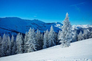 Güzel, beyaz, karlı köknar ağacı yoğun kar ve dağ sırasından sonra ormanın üzerinde.