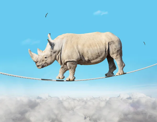 Heavy big bulky tightrope walker rhinoceros walk on the rope in the sky over clouds - concept image