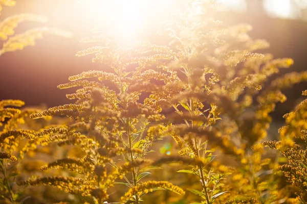 Goldenrods Solidago Chilensis Meyen Flower Plant Sunset Light — стоковое фото