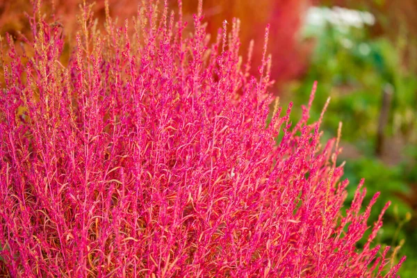 Красивое Красное Цветочное Растение Bassia Scoparia Семье Амарантовые Крупным Планом — стоковое фото