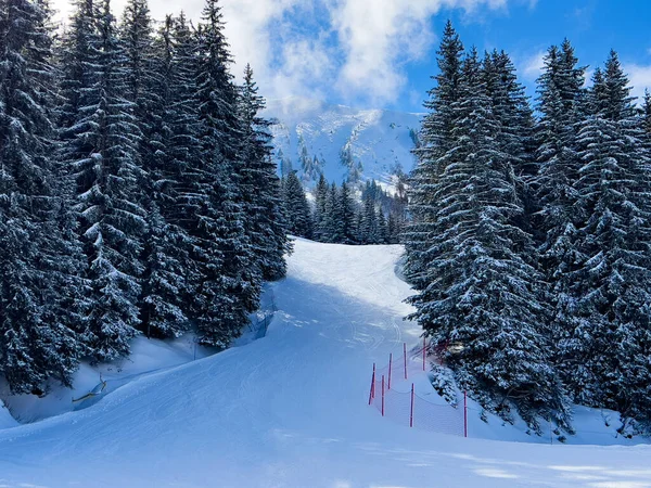 Hermosos Abetos Cubiertos Nieve Después Las Nevadas Pista Esquí Estación — Foto de Stock