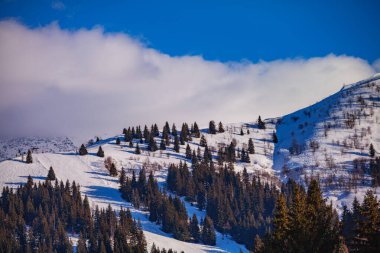 Tepenin tepesinde Alp Dağları karla kaplı kayak pisti. Güneşli kış gününde köknar ağaçları ormanı.