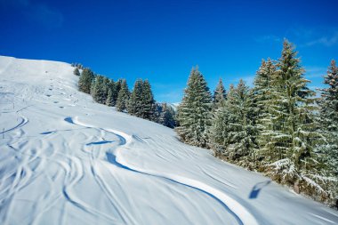 Karla kaplı köknar ağacı ormanıyla dağda snowboard ve kayak yaparken ortaya çıkan izler.
