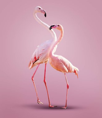 İki güzel pembe flamingo, temiz renkli kız arka planında birlikte poz veriyorlar.